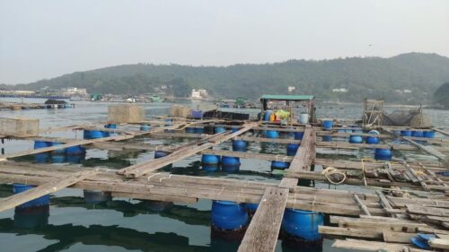 超大型南丫島魚排 總面積7231平方米